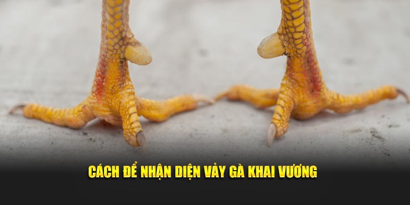Cách để nhận diện vảy gà khai vương