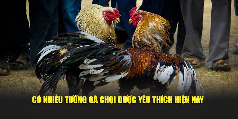 Có nhiều tướng gà chọi được yêu thích hiện nay