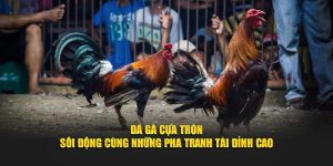 Đá Gà Cựa Tròn – Sôi Động Cùng Những Pha Tranh Tài Đỉnh Cao