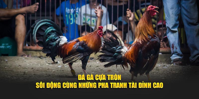 Đá Gà Cựa Tròn – Sôi Động Cùng Những Pha Tranh Tài Đỉnh Cao