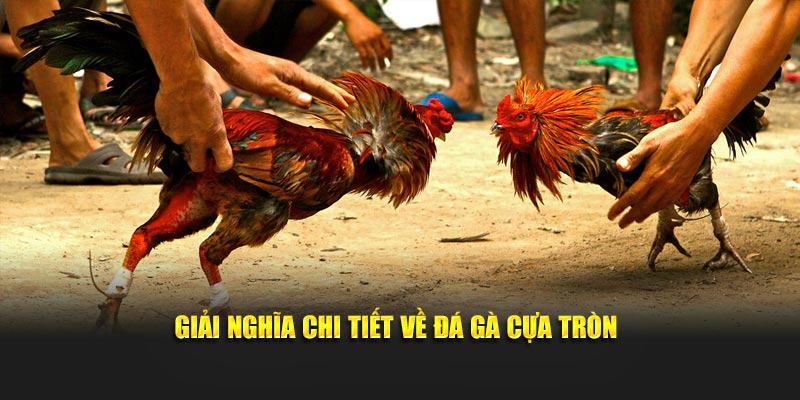 Giải nghĩa chi tiết về đá gà cựa tròn