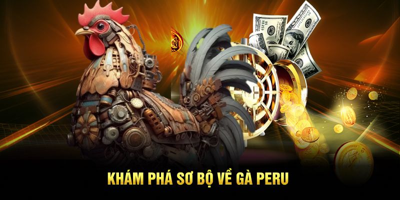Khám phá sơ bộ về gà Peru