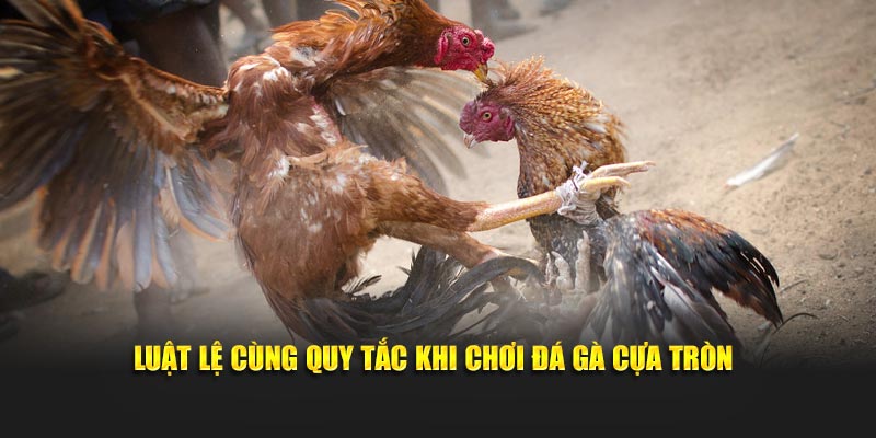 Luật lệ cùng quy tắc khi chơi đá gà cựa tròn