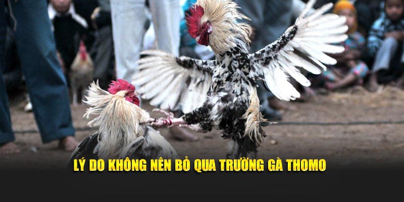 Lý do không nên bỏ qua trường gà Thomo