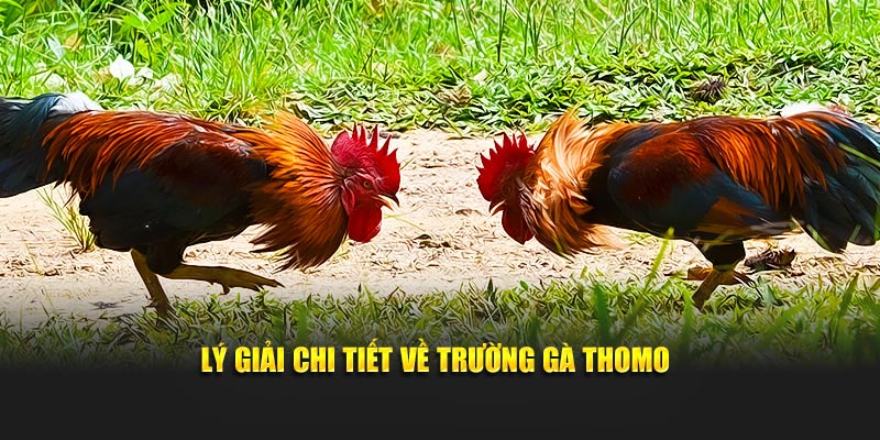 Lý giải chi tiết về trường gà Thomo