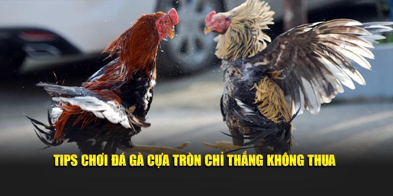 Tips chơi đá gà cựa tròn chỉ thắng không thua