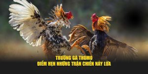 Trường Gà Thomo – Điểm Hẹn Những Trận Chiến Nảy Lửa