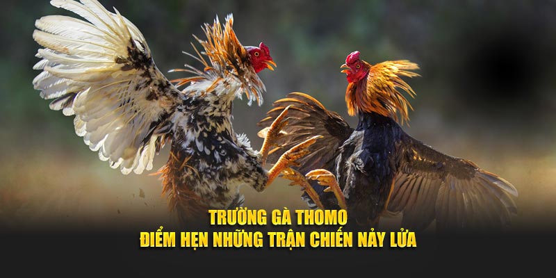 Trường Gà Thomo – Điểm Hẹn Những Trận Chiến Nảy Lửa
