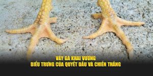 Vảy Gà Khai Vương | Biểu Trưng Của Quyết Đấu Và Chiến Thắng