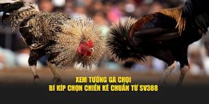 Xem Tướng Gà Chọi - Bí Kíp Chọn Chiến Kê Chuẩn Từ SV388