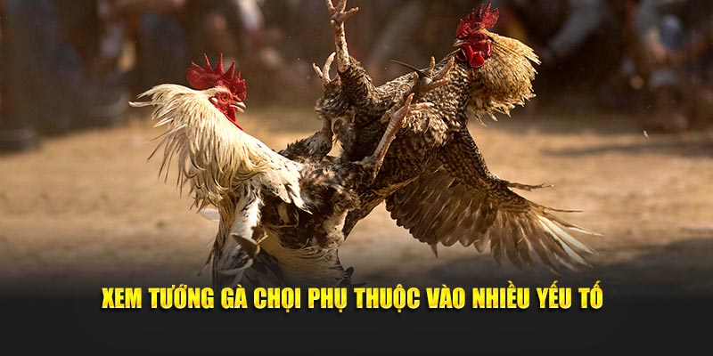 Xem tướng gà chọi phụ thuộc vào nhiều yếu tố